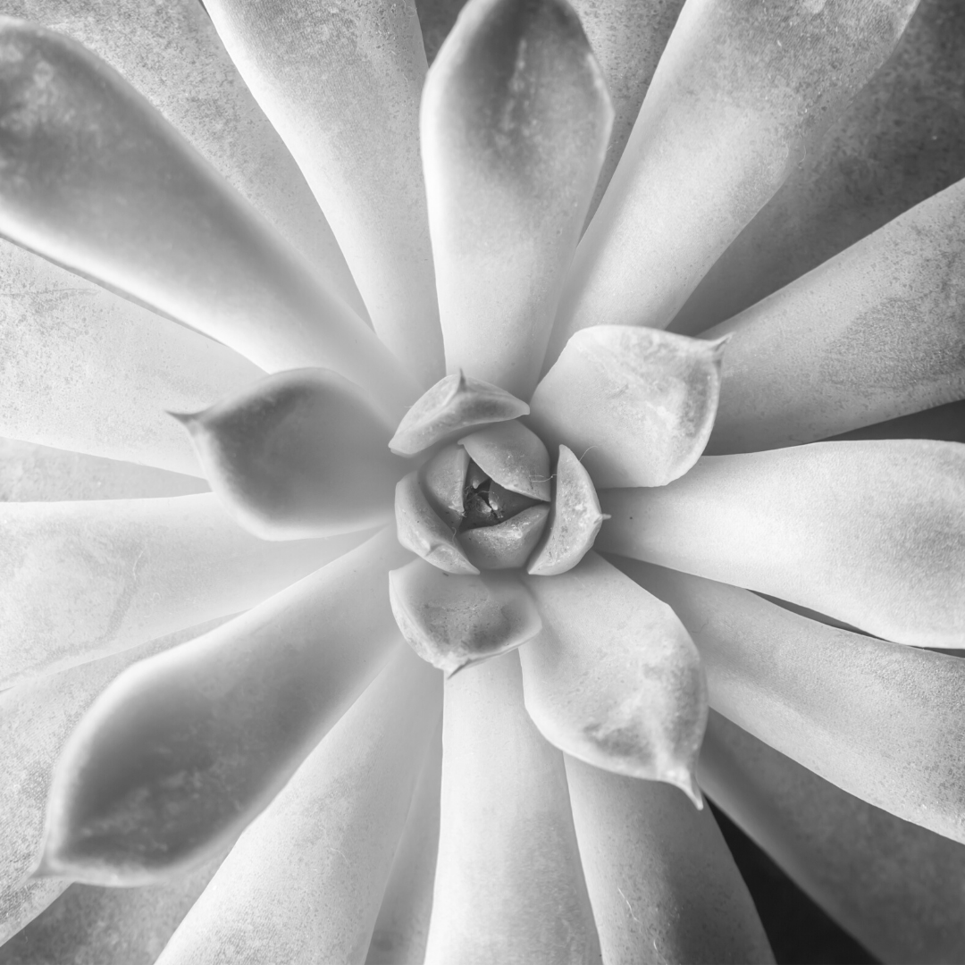 Untitled design (44)